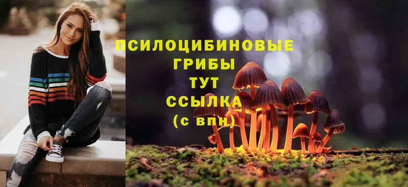 Псилоцибиновые грибы Cubensis  Красноперекопск 